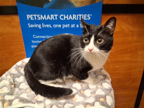 Telly, Adult Domestic Short Hair / Mixed, cat for adoption in Rowlett, Texas