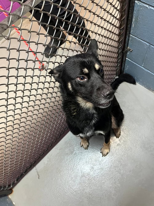 Whiskey, an adoptable German Shepherd Dog in Rowlett, TX
