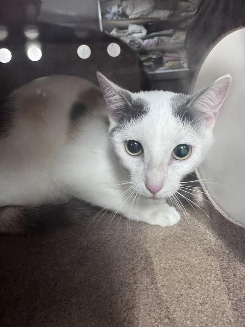 Lizzie McGuire, Domestic Short Hair / Mixed, cat for adoption in Hurst, Texas