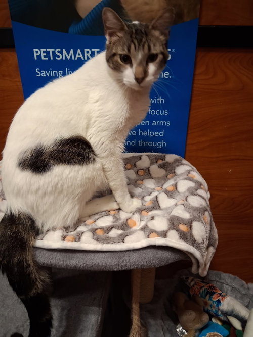 KALO - Domestic Short Hair available for adoption