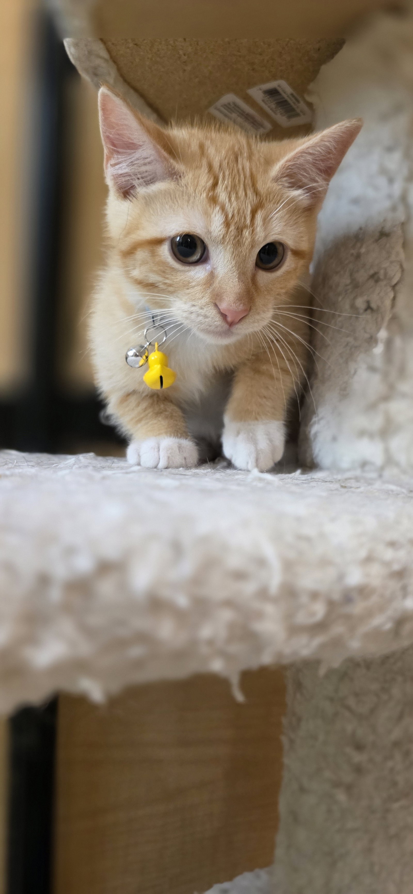 Meowington Image