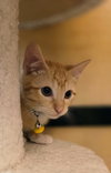 Meowington - Photo 2