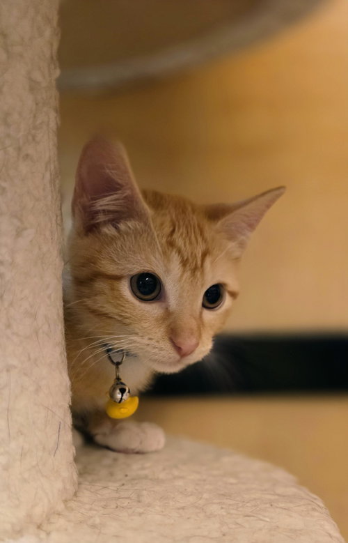 MEOWINGTON - Domestic Short Hair available for adoption