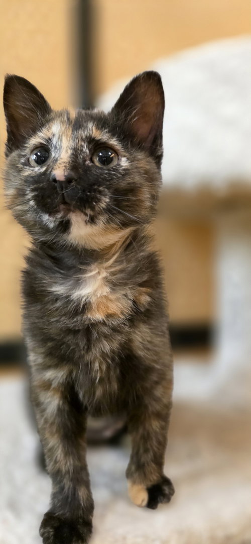 TORTELLINI - Domestic Short Hair available for adoption