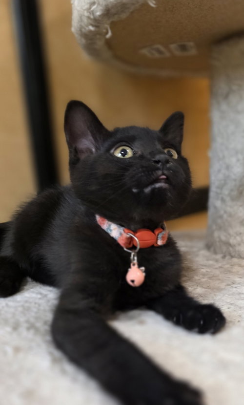 RAVEN - Domestic Short Hair available for adoption
