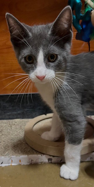 Tom Petty, Baby Domestic Short Hair / Mixed, cat for adoption in Rowlett, Texas