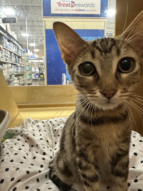 Meows, an adoptable Domestic Medium Hair in Rowlett, TX