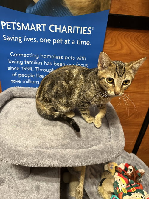 MEOWS - Domestic Medium Hair available for adoption