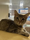 Meow-Meows - Photo 1