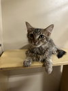 Meow-Meows - Photo 2