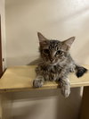 Meow-Meows - Photo 3