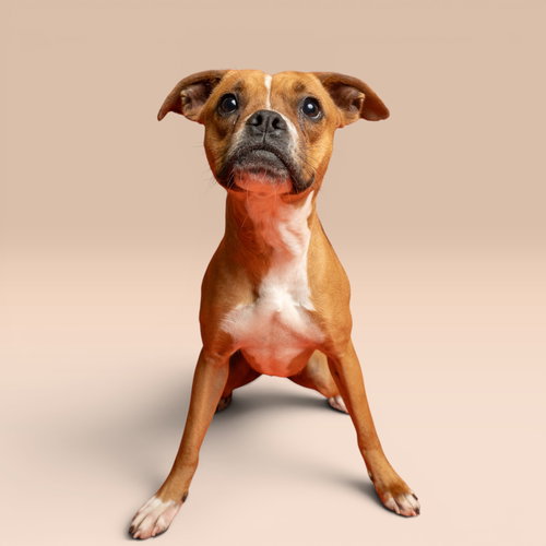 Daffodil, an adoptable Boxer in Rowlett, TX