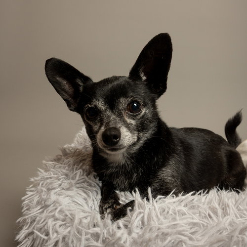 Lucky, an adoptable Chihuahua in Rowlett, TX