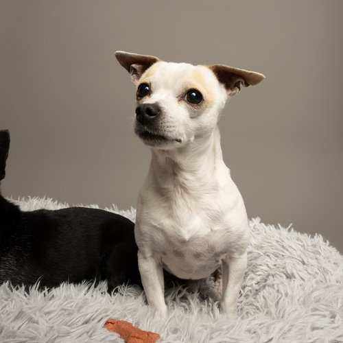 Chiqui, an adoptable Chihuahua in Rowlett, TX