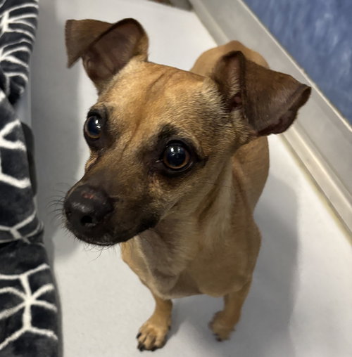 Emilio, an adoptable Chihuahua in Rowlett, TX