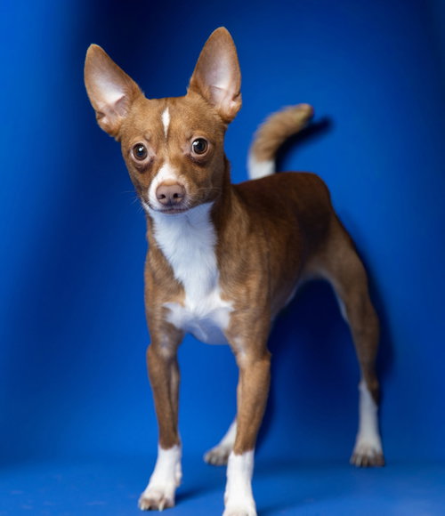 Ginger, an adoptable Chihuahua in Rowlett, TX