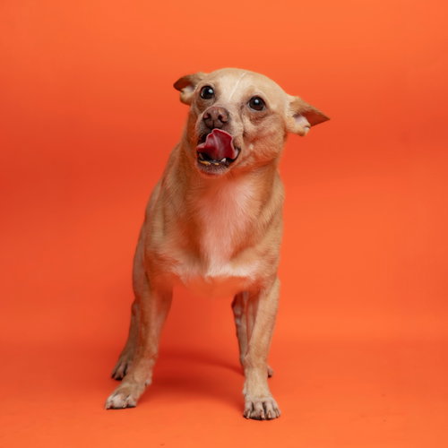 Buddy, an adoptable Chihuahua in Rowlett, TX