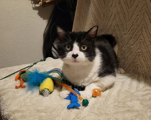 Hercule, Adult Domestic Short Hair / Mixed, cat for adoption in Rowlett, Texas