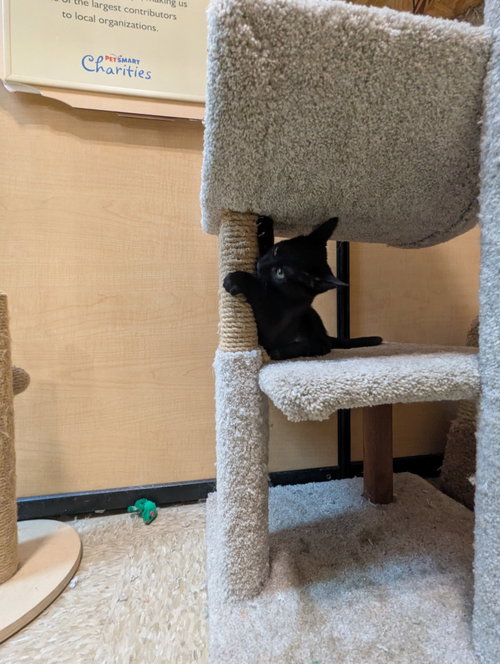 Ninja