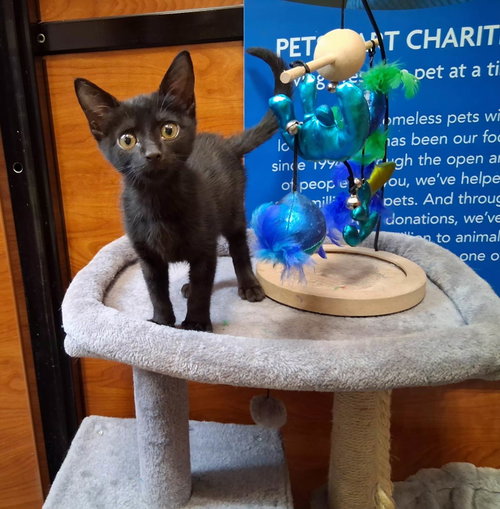 Kit-Kat