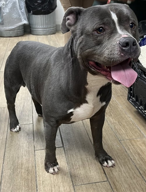 Silverback, an adoptable American Bulldog in Rowlett, TX
