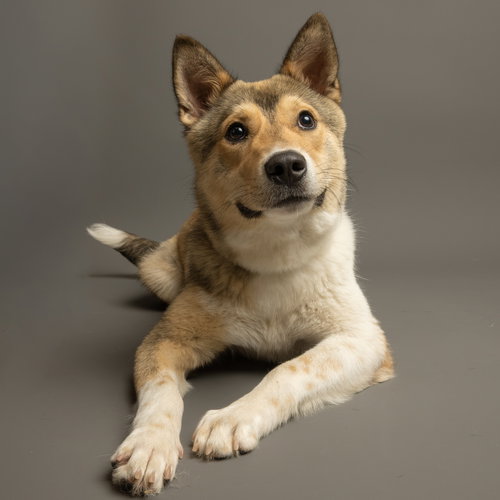 Dingo, an adoptable Husky in Rowlett, TX