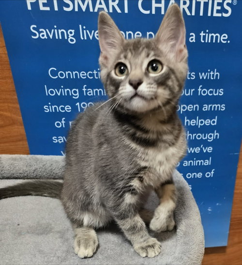 Phineas, Baby Domestic Short Hair / Mixed, cat for adoption in Mesquite, Texas