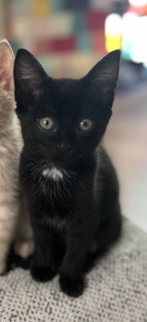 Domino