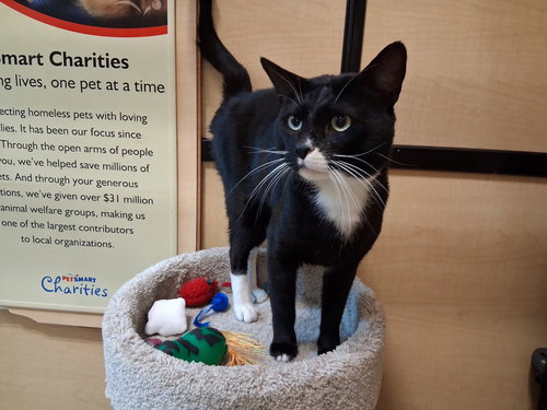 UZI - Domestic Short Hair available for adoption