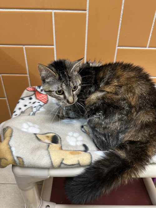 SWEET - Domestic Short Hair available for adoption