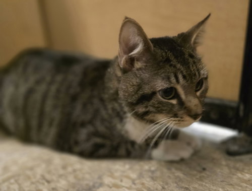 BLUE - Domestic Short Hair available for adoption