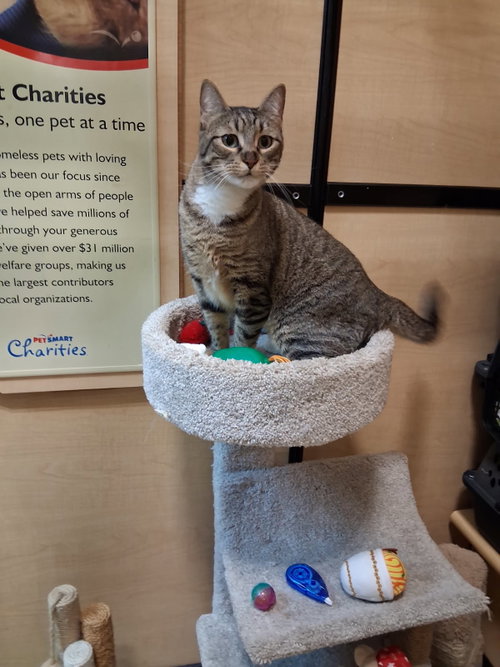 SPLASH - Domestic Short Hair available for adoption