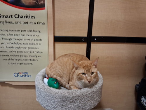 MADDOX - Domestic Short Hair available for adoption