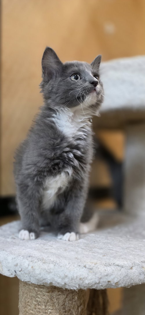 GATSBY - Domestic Medium Hair available for adoption