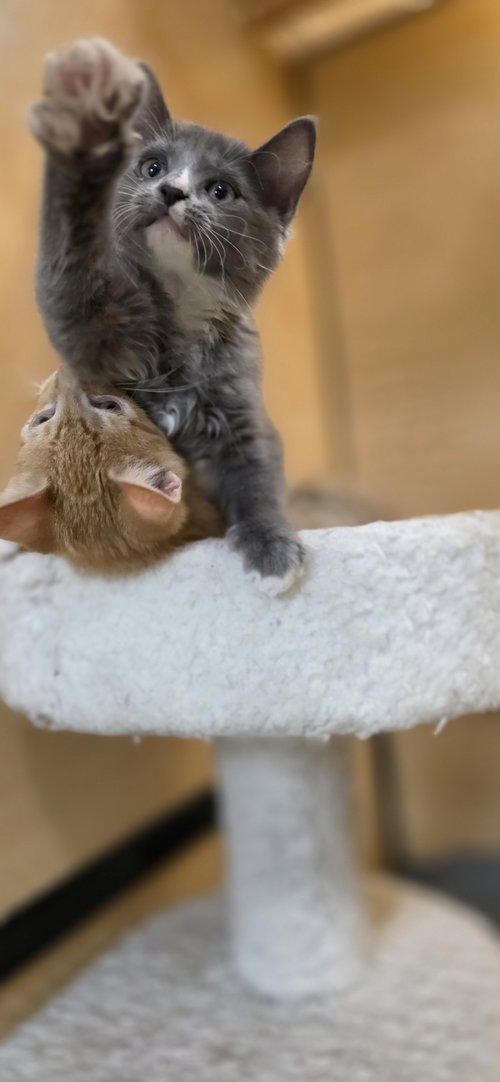 GATSBY - Domestic Medium Hair available for adoption