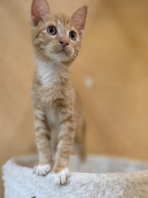 TITAN - Domestic Short Hair available for adoption