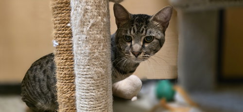 PANCHO - Domestic Short Hair available for adoption