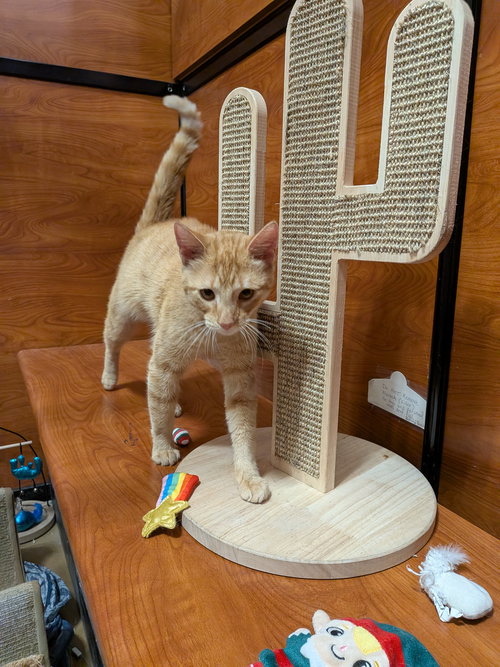 GARY - Domestic Short Hair available for adoption