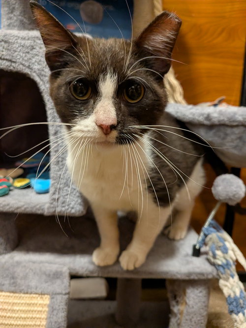 OREO COOKIE - Domestic Short Hair available for adoption