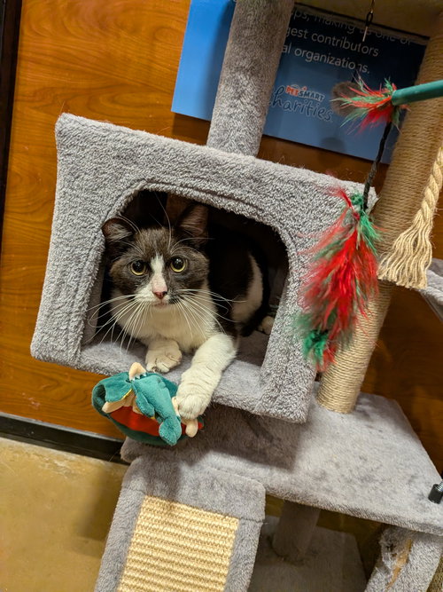OREO COOKIE - Domestic Short Hair available for adoption