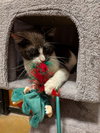 Oreo Cookie - Photo 3
