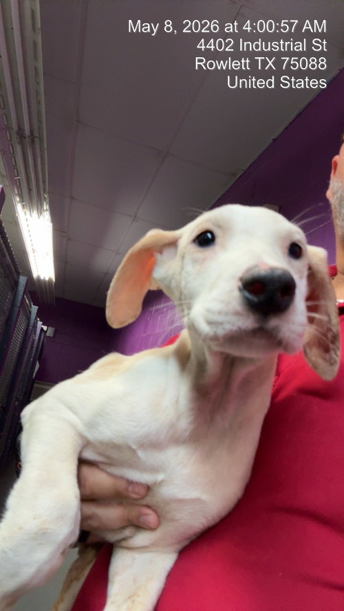 Judy garland, an adoptable Dogo Argentino in Rowlett, TX