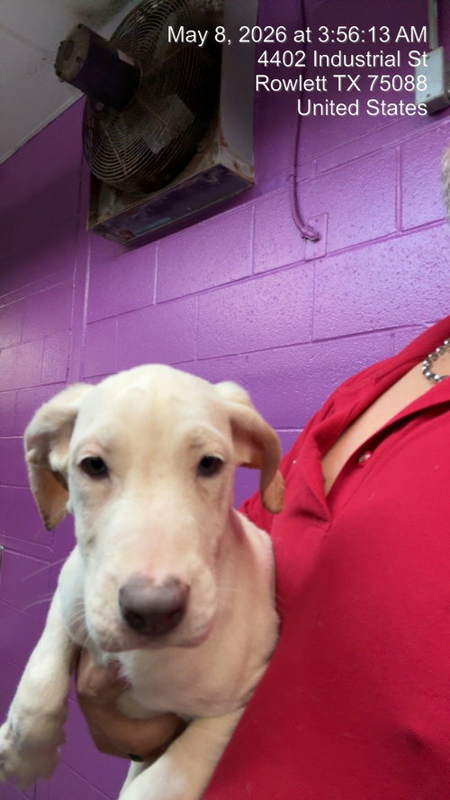 Bette Davis, an adoptable Dogo Argentino in Rowlett, TX