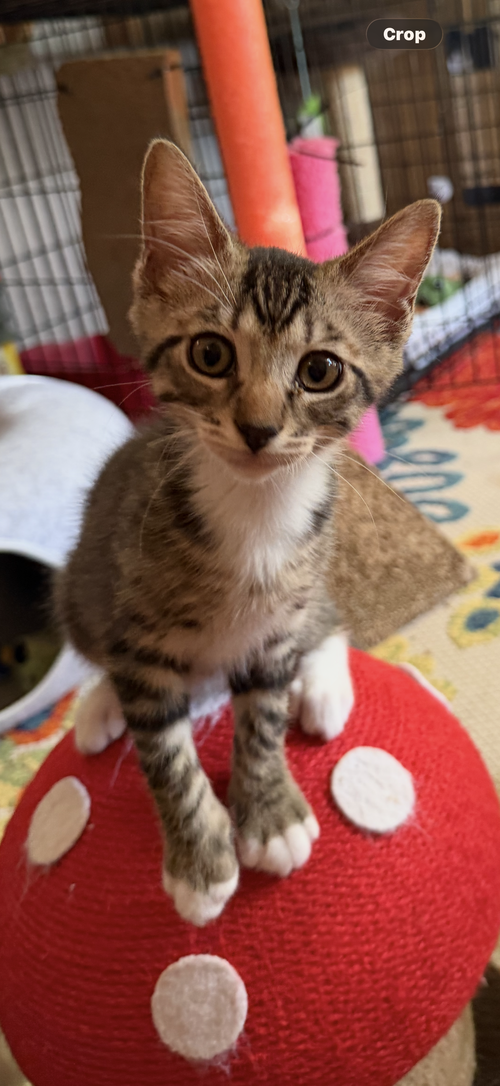 Merlin