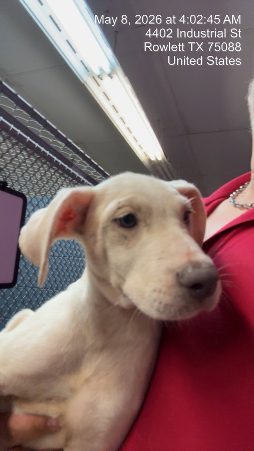 Ava Gardner, an adoptable Dogo Argentino in Rowlett, TX