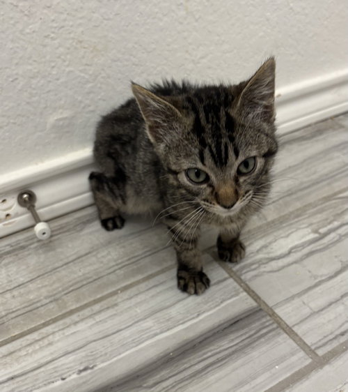 Lil Ben, Baby Domestic Long Hair / Mixed, cat for adoption in Rowlett, Texas