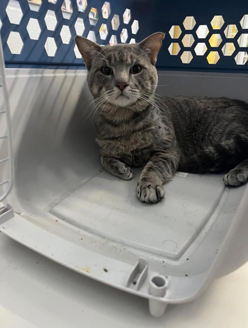 Billy bob, an adoptable Domestic Short Hair in Rowlett, TX
