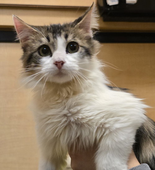 Gremlin, an adoptable Domestic Long Hair in Rowlett, TX