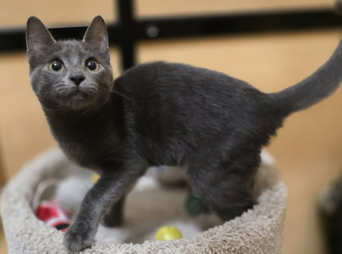 Mowgli, an adoptable Domestic Short Hair in Rowlett, TX