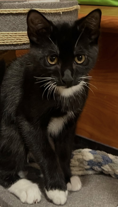 Cooper